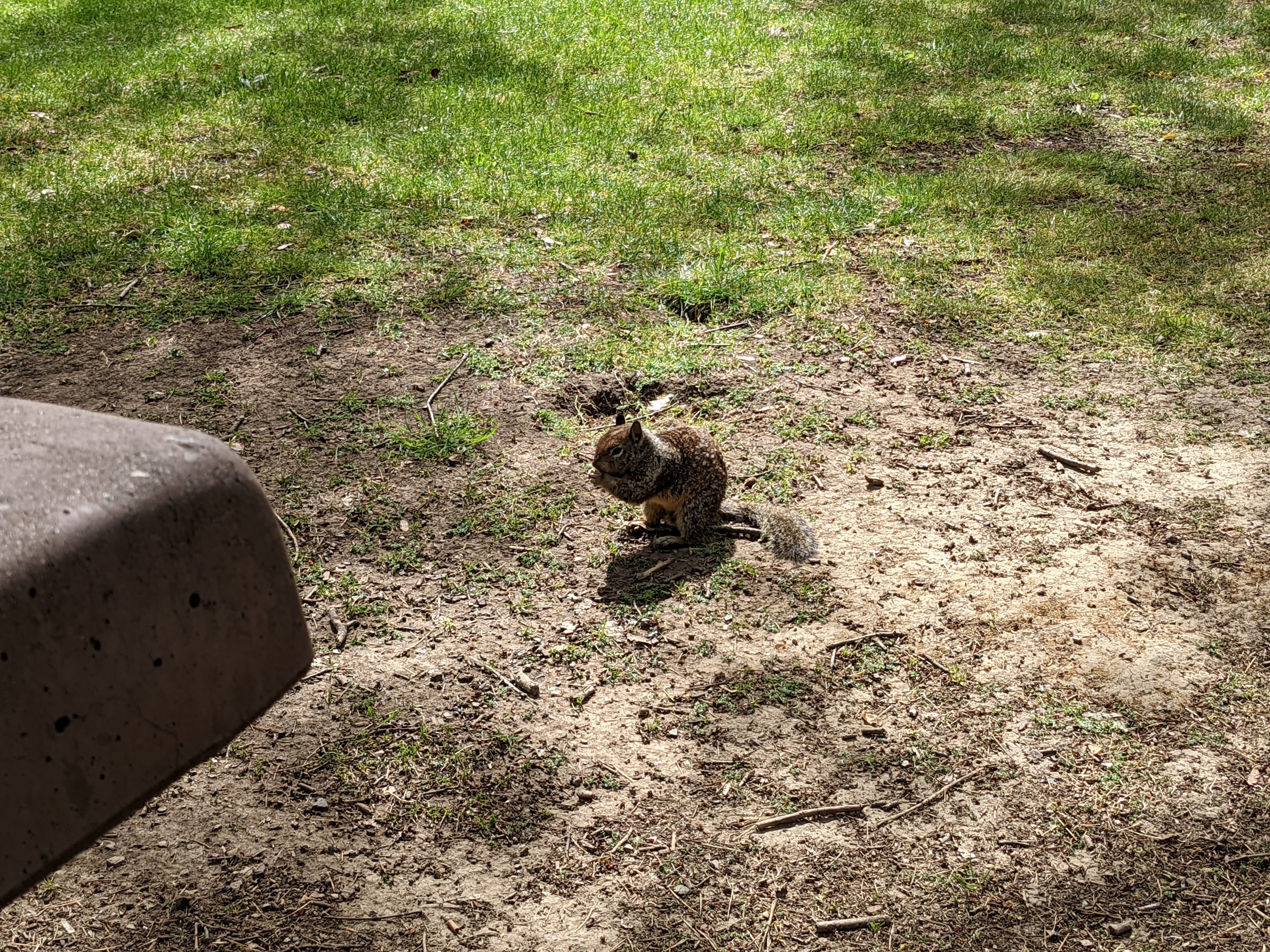 A ground squirrel by the picnic tables